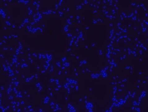 Proteus FISH probe - ATTO488 Probe for fluorescence in situ hybridization (FISH),20 &#956;M in water