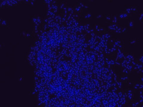 Sonda FISH Eubacteria - ATTO488 Probe for fluorescence in situ hybridization (FISH), 20 &#181;M in water