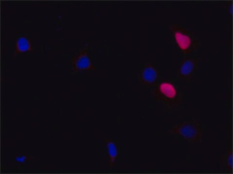 Anti-HOXD9 (Internal Region) antibody produced in rabbit ~1.0&#160;mg/mL, affinity isolated antibody, buffered aqueous solution