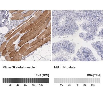 Anti-MB antibody produced in rabbit Prestige Antibodies&#174; Powered by Atlas Antibodies, affinity isolated antibody, buffered aqueous glycerol solution