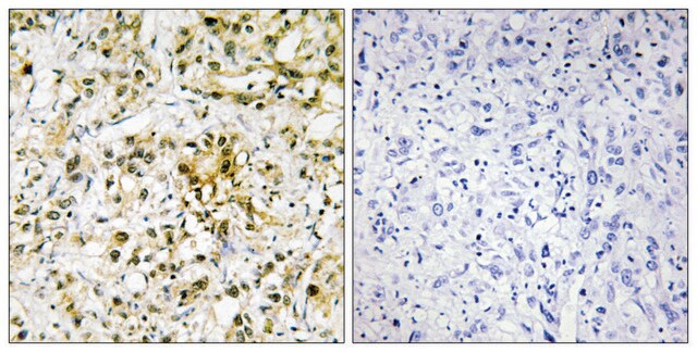 Anti-LEG4 antibody produced in rabbit affinity isolated antibody