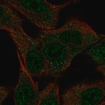 Anti-SLC43A3 antibody produced in rabbit Prestige Antibodies&#174; Powered by Atlas Antibodies, affinity isolated antibody