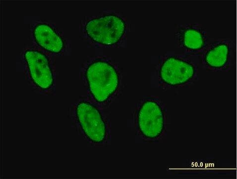 Anti-HNRNPL antibody produced in mouse purified immunoglobulin, buffered aqueous solution