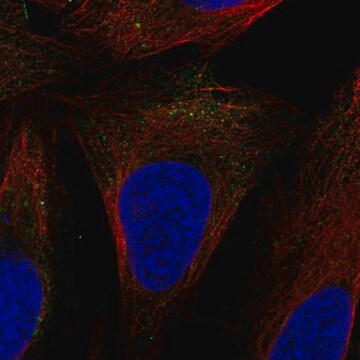 Anti-SLC9A7 antibody produced in rabbit Prestige Antibodies&#174; Powered by Atlas Antibodies, affinity isolated antibody