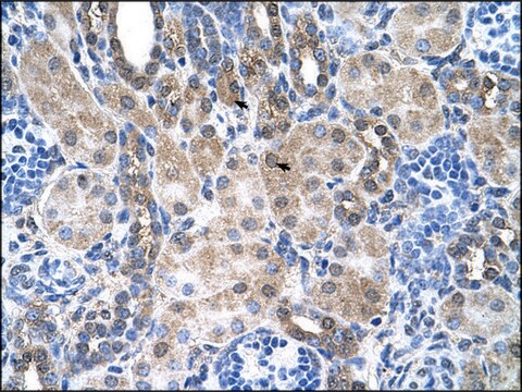 Anti-SLC6A18 antibody produced in rabbit IgG fraction of antiserum