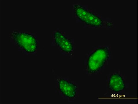 Monoclonal Anti-BTG4 antibody produced in mouse clone 1A6, purified immunoglobulin, buffered aqueous solution