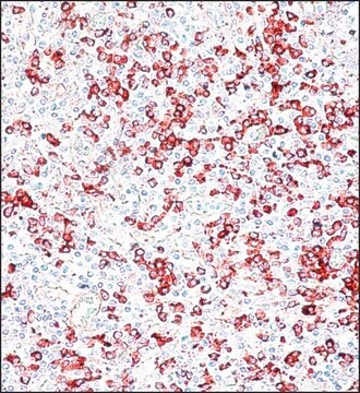 抗- 人IgG (&#947;-链特异性)&#8722;过氧化物酶 山羊抗 IgG fraction of antiserum, buffered aqueous solution