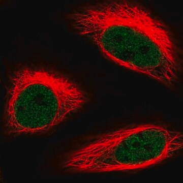 抗HMG20B抗体 ウサギ宿主抗体 Prestige Antibodies&#174; Powered by Atlas Antibodies, affinity isolated antibody