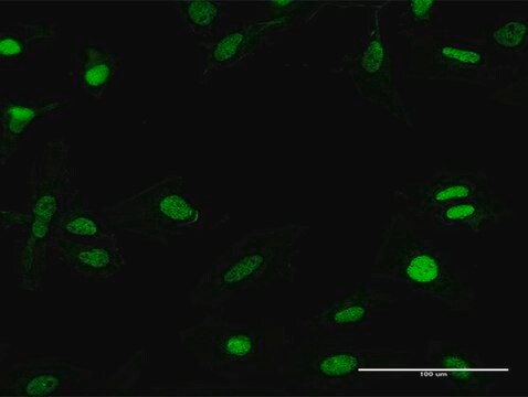 Anti-RFX5 antibody produced in mouse purified immunoglobulin, buffered aqueous solution