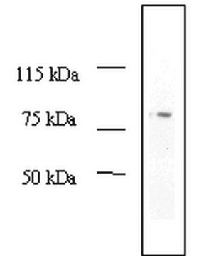 Anti-MDM2 (Ab-2) Mouse mAb (2A10) liquid, clone 2A10, Calbiochem&#174;