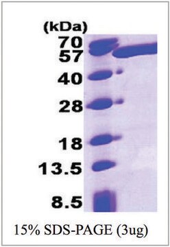 ALDH3A1 human recombinant, expressed in E. coli, &#8805;95% (SDS-PAGE)