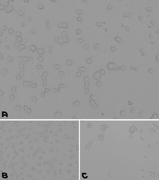 Roztwór powlekający laminina/poli-D-lizyna 0.2 &#956;m filtered, BioReagent, suitable for cell culture, Ready-to-use mixture