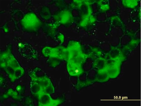 Anti-RETN antibody produced in mouse purified immunoglobulin, buffered aqueous solution