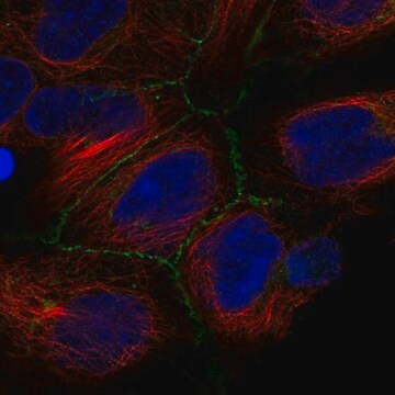 Anti-IREB2 antibody produced in rabbit Prestige Antibodies&#174; Powered by Atlas Antibodies, affinity isolated antibody