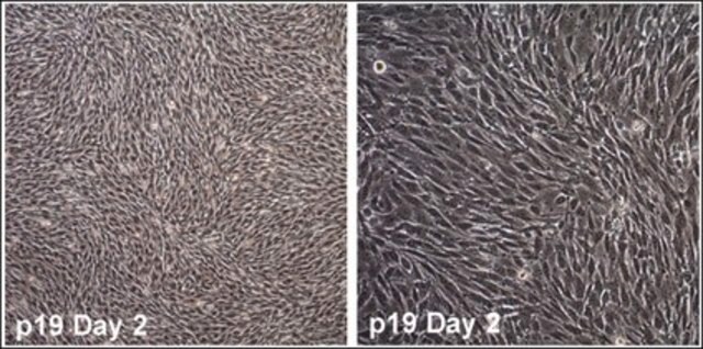 Lignée cellulaire de crête neurale de crâne de souris&nbsp;O9-1 stably expresses stem cell markers and neural crest markers