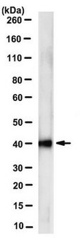 Anti-Rae1 Antibody, clone 14G7.1 clone 14G7.1, from mouse