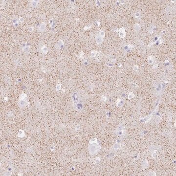 Anti-HCRTR2 antibody produced in rabbit Prestige Antibodies&#174; Powered by Atlas Antibodies, affinity isolated antibody, buffered aqueous glycerol solution