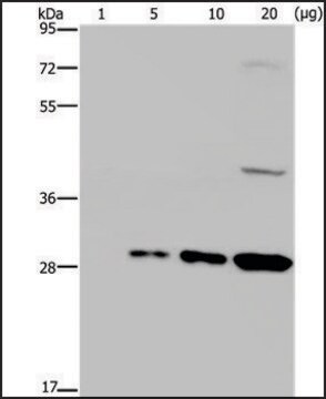 Anti-GFP antibody produced in rabbit affinity isolated antibody