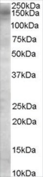 Anti-AS160/TBC1D4 antibody produced in goat affinity isolated antibody, buffered aqueous solution