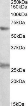 Anti-EIF2B4 antibody produced in goat affinity isolated antibody, buffered aqueous solution