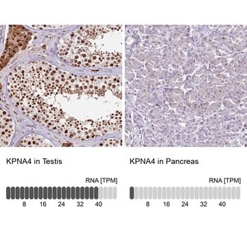 Anti-KPNA4 antibody produced in rabbit Prestige Antibodies&#174; Powered by Atlas Antibodies, affinity isolated antibody, buffered aqueous glycerol solution