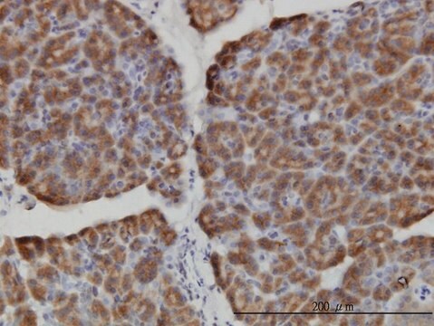 Monoclonal Anti-HERC3 antibody produced in mouse clone 2C1, purified immunoglobulin, buffered aqueous solution