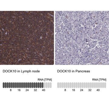 Anti-DOCK10 antibody produced in rabbit Prestige Antibodies&#174; Powered by Atlas Antibodies, affinity isolated antibody