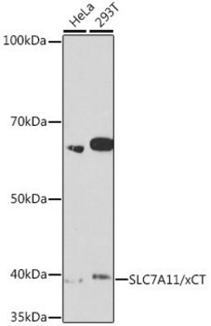 Anty-SLC7A11/xCT