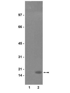 Anti-Phospho-Histon H3(Ser10)-Antikörper, Klon RR002 clone RR002, Upstate&#174;, from mouse