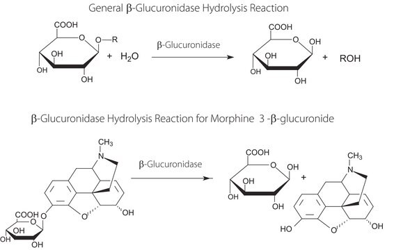 &#946;-Glucuronidase from Escherichia coli Type IX-A, lyophilized powder, 1,000,000-5,000,000&#160;units/g protein (30 min assay)