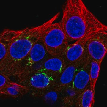 Anti-FAM8A1 antibody produced in rabbit Prestige Antibodies&#174; Powered by Atlas Antibodies, affinity isolated antibody