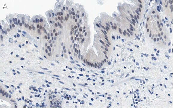 抗-Nrf2 抗体，克隆5B20 ，ZooMAb&#174;兔单克隆抗体 recombinant, expressed in HEK 293 cells