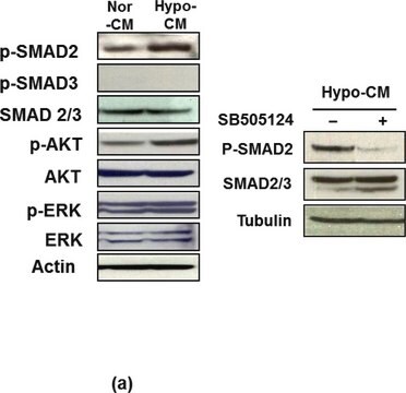 Anti-SMAD2 antibody produced in rabbit IgG fraction of antiserum