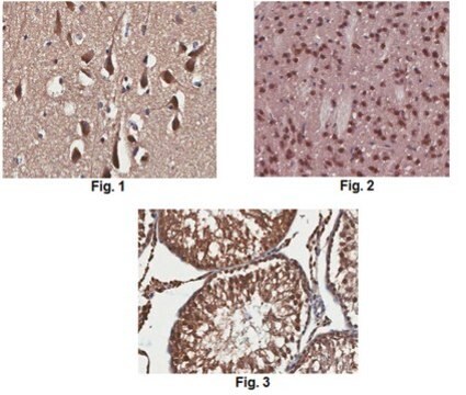 Anticorpo anti-recettore per la serotonina 2A/HTR2A, clone 9B11.1 clone 9B11.1, from mouse