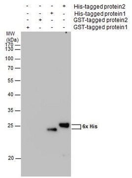 Monoclonal Anti-6X His tag antibody produced in mouse clone GT359, affinity isolated antibody