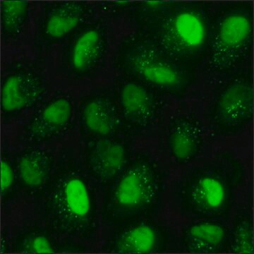 A549 Cells GFP-STAT1