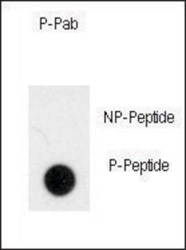 Anti-Phospho-NOMO1-pS1205 antibody produced in rabbit affinity isolated antibody, buffered aqueous solution