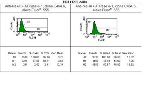 Anti-Na+/K+-ATPase &#945;-1-Antikörper, Klon C464.6, Alexa Fluor&#8482; 555 clone C464.6, Upstate&#174;, from mouse