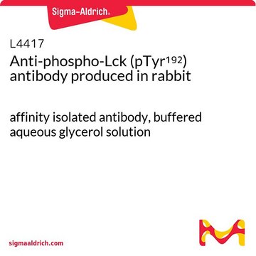 Anti-phospho-Lck (pTyr192) antibody produced in rabbit affinity isolated antibody, buffered aqueous glycerol solution