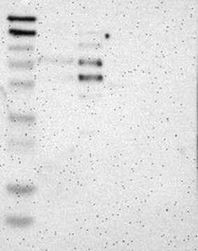 Anti-RCOR3 antibody produced in rabbit Prestige Antibodies&#174; Powered by Atlas Antibodies, affinity isolated antibody, buffered aqueous glycerol solution