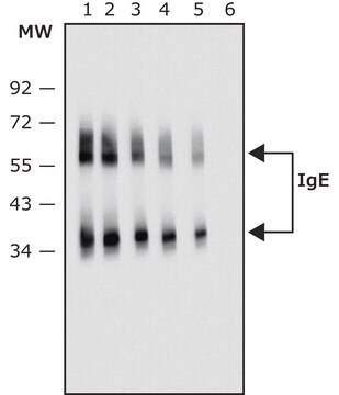 Przeciwciało anty-ludzkieIgE, mysie monoklonalne clone GE-1, purified from hybridoma cell culture