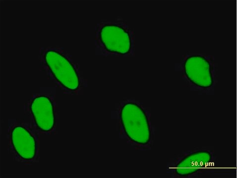 Anti-ANP32B antibody produced in mouse IgG fraction of antiserum, buffered aqueous solution