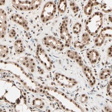 Anti-HSF1 antibody produced in rabbit Prestige Antibodies&#174; Powered by Atlas Antibodies, affinity isolated antibody, buffered aqueous glycerol solution