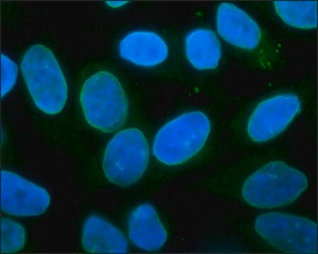 Monoclonal Anti-LAP2 (TMPO) antibody produced in mouse ~2&#160;mg/mL, clone 6E10, purified immunoglobulin, buffered aqueous solution