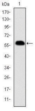 Monoclonal Anti-PHB antibody produced in mouse clone 5H7, ascites fluid