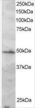 Anti-IRF2 antibody produced in goat affinity isolated antibody, buffered aqueous solution