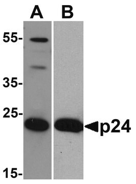 Monoclonal Anti-HIV-1 p24 [8G9] antibody produced in mouse purified antibody (Protein A)