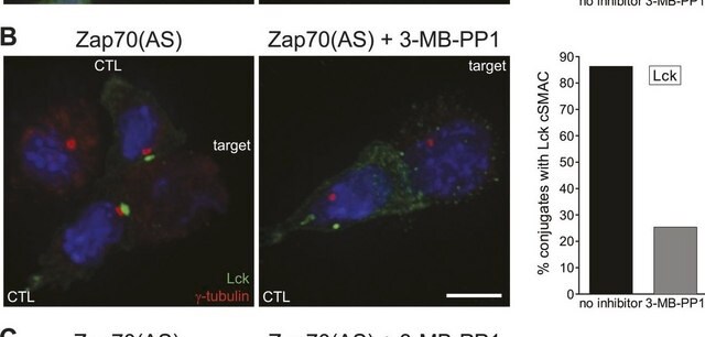 Anti-Lck Antibody, clone 3A5 clone 3A5, Upstate&#174;, from mouse