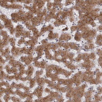 Anti-WDR47 antibody produced in rabbit Prestige Antibodies&#174; Powered by Atlas Antibodies, affinity isolated antibody, buffered aqueous glycerol solution, ab2