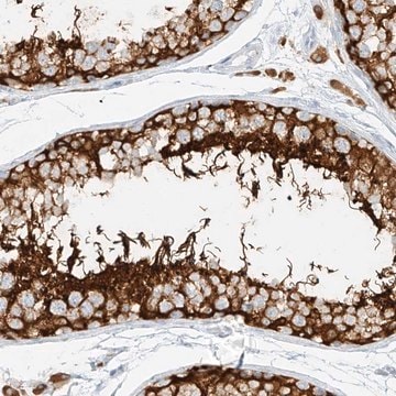 Anti-NHSL1 antibody produced in rabbit Prestige Antibodies&#174; Powered by Atlas Antibodies, affinity isolated antibody, buffered aqueous glycerol solution